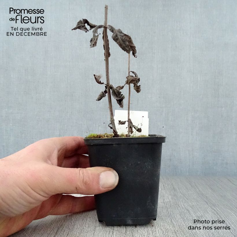 Amostra de Veronicastrum virginicum Fascination Vaso de 8/9 cm tal como entregue no inverno