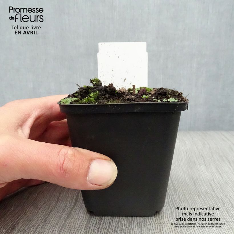 Amostra de Veronicastrum virginicum Fascination Vaso de 8/9 cm tal como entregue na primavera