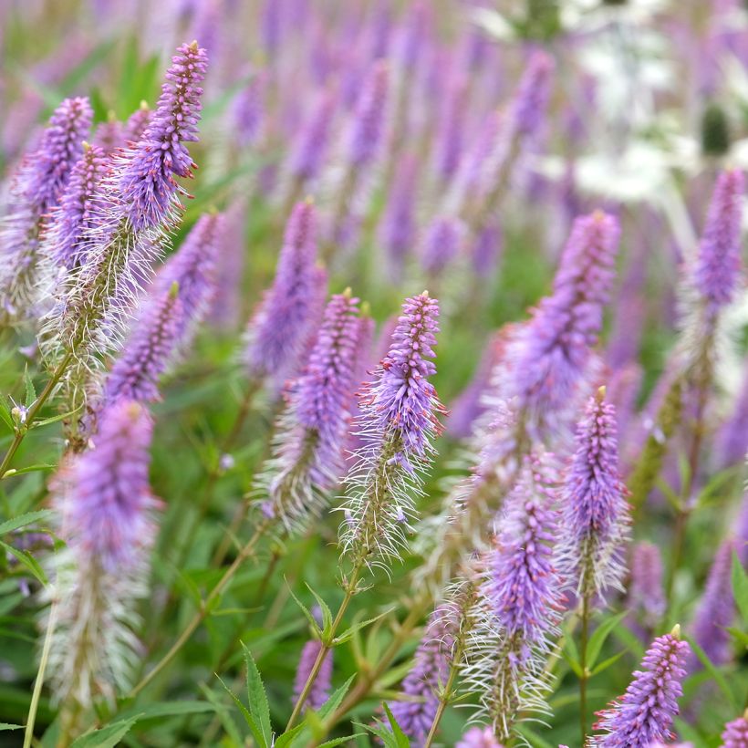 Veronicastrum virginicum Fascination (Floração)