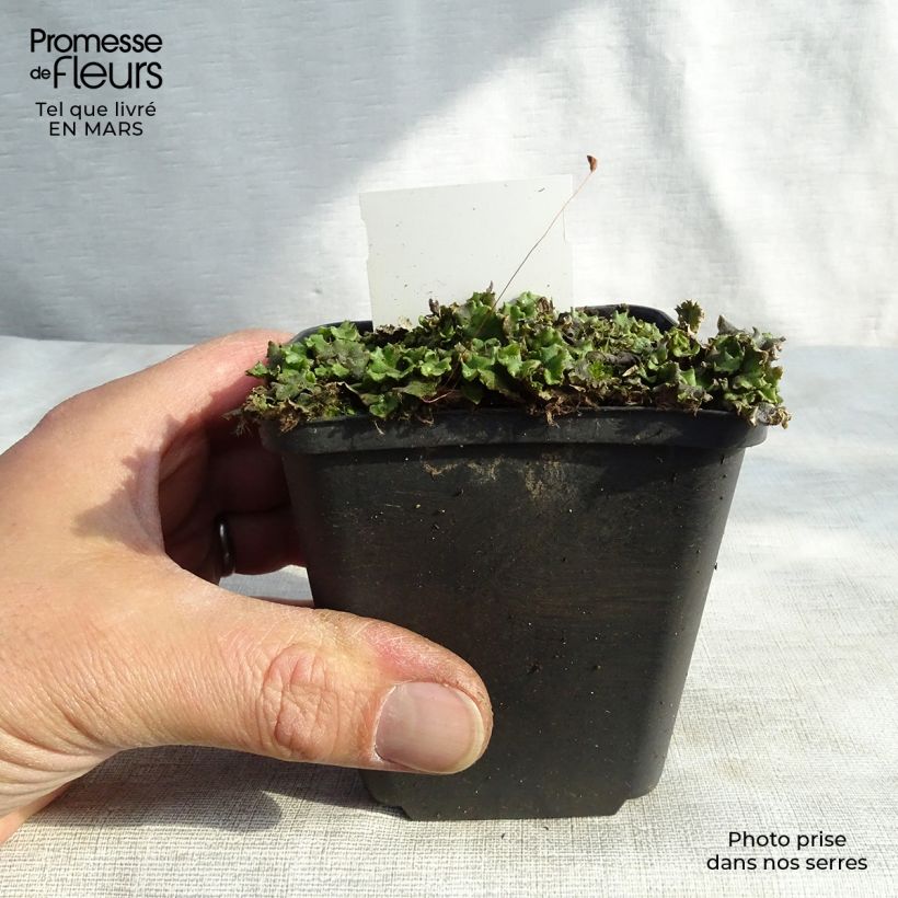 Amostra de Veronicastrum virginicum Green Tip Godet de 8/9 cm tal como entregue no inverno