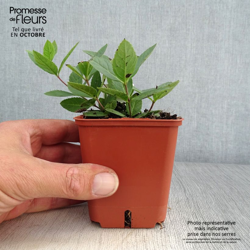 Amostra de Veronicastrum virginicum Kleine Erika Vaso de 8/9 cm tal como entregue no outono