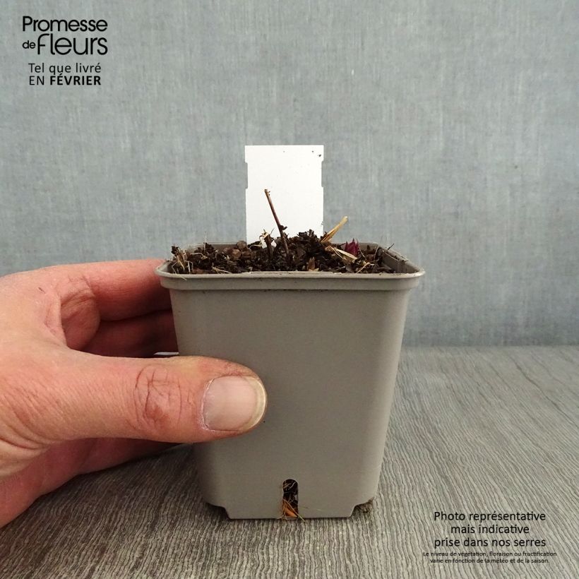 Amostra de Veronicastrum virginicum Kleine Erika - Véronique de Virginie Godet de 8/9 cm tal como entregue no inverno