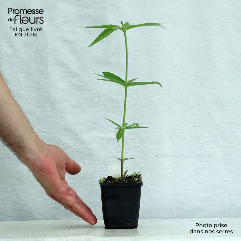 Amostra de Veronicastrum virginicum Lavendelturm Vaso de 8/9 cm tal como entregue no verão