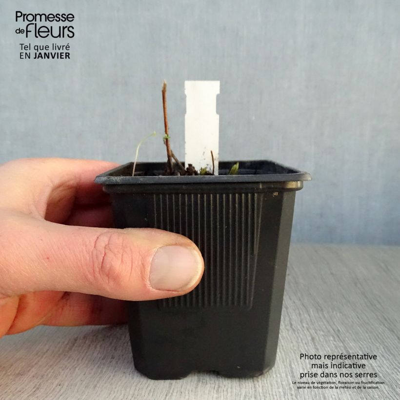 Amostra de Veronicastrum virginicum Lavendelturm Vaso de 8/9 cm tal como entregue no inverno