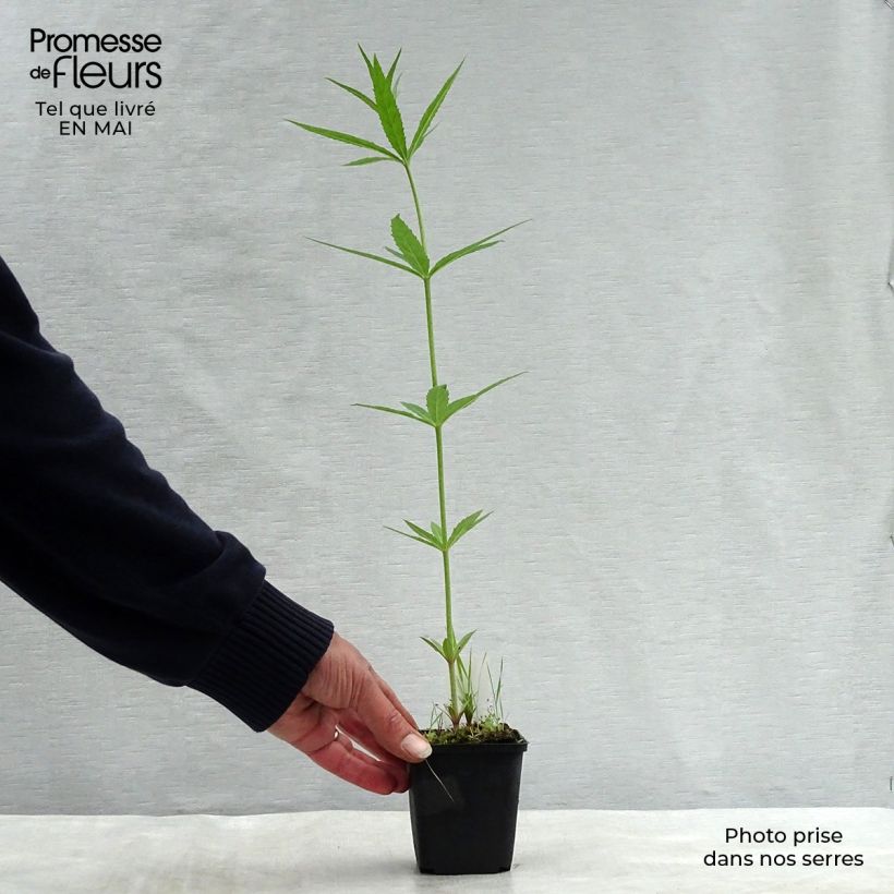 Amostra de Veronicastrum virginicum Lavendelturm Vaso de 8/9 cm tal como entregue na primavera