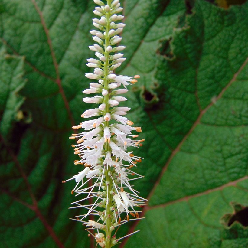 Veronicastrum virginicum Pink Glow (Floração)