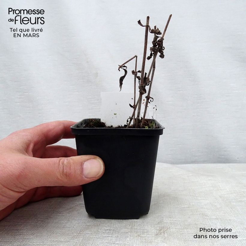 Amostra de Veronicastrum virginicum Pink Glow Vaso de 8/9 cm tal como entregue na primavera