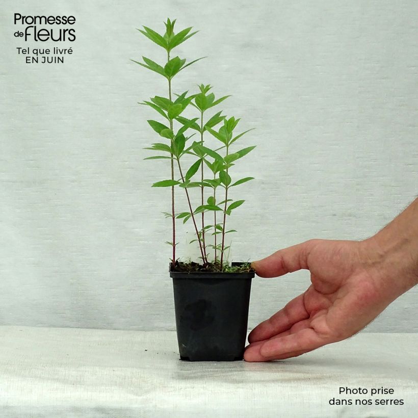 Amostra de Veronicastrum virginicum Pink Glow Vaso de 8/9 cm tal como entregue no verão