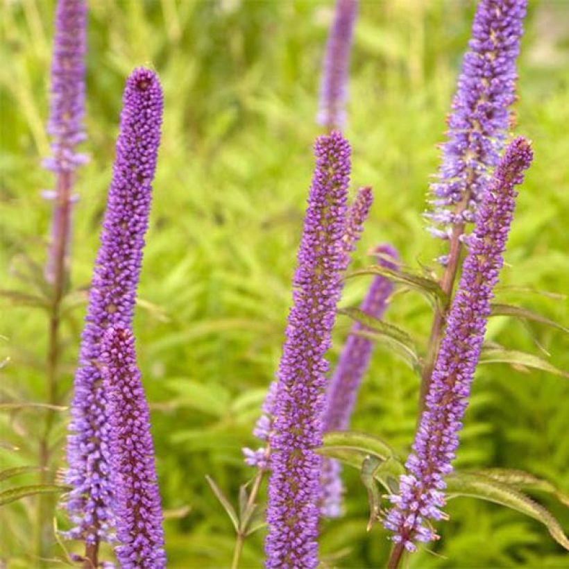 Veronicastrum virginicum Red Arrows (Floração)