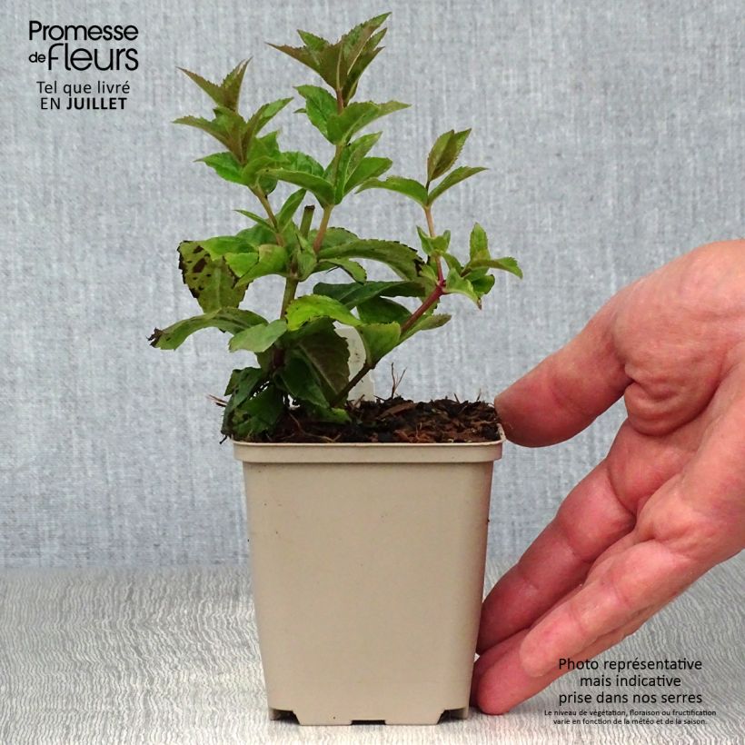 Amostra de Veronicastrum virginicum Red Arrows Vaso de 8/9 cm tal como entregue no verão