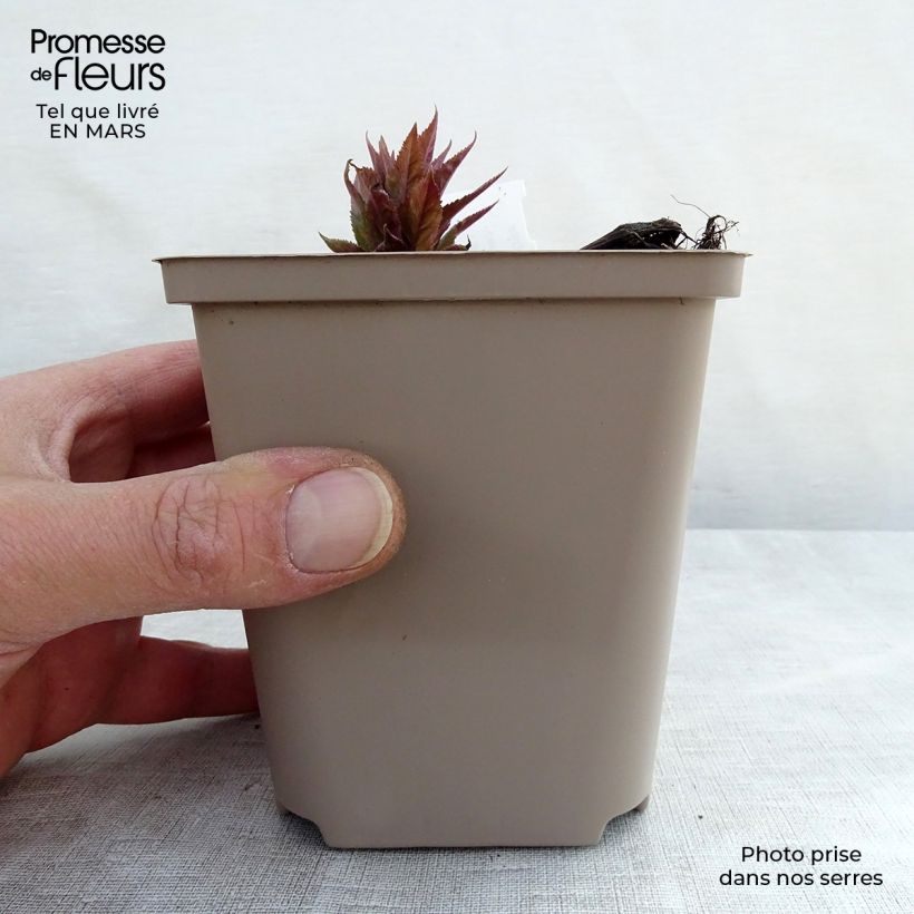 Amostra de Veronicastrum virginicum Red Arrows Vaso de 8/9 cm tal como entregue na primavera