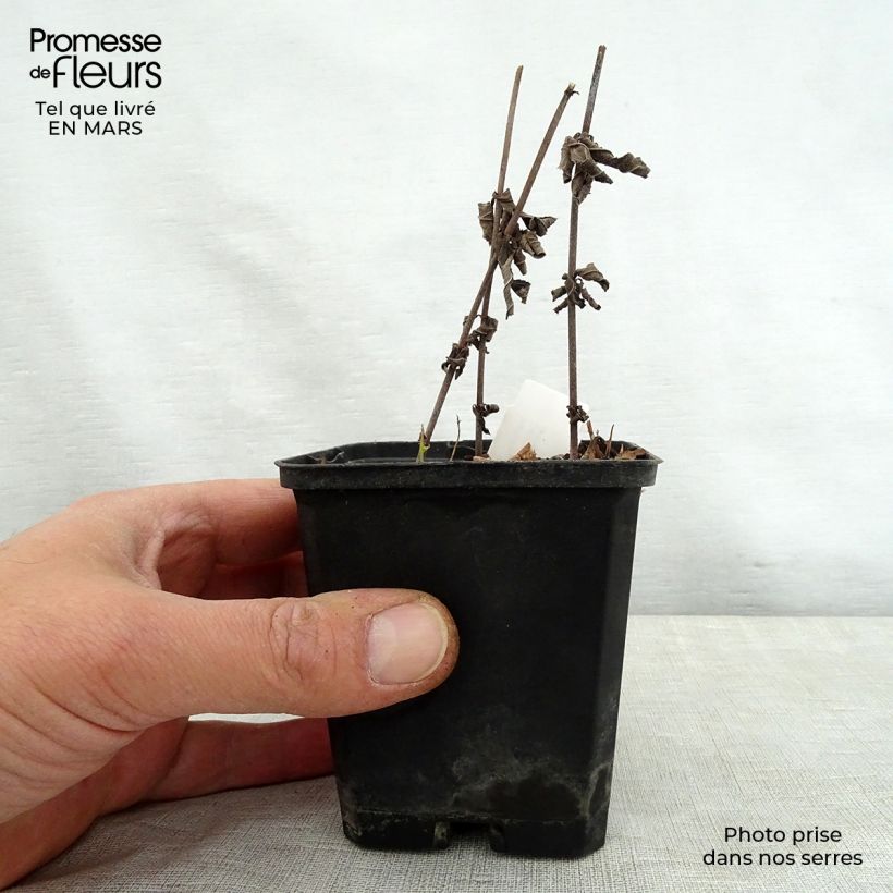 Amostra de Veronicastrum virginicum Spring Dew Vaso de 8/9 cm tal como entregue na primavera