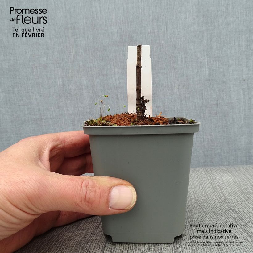 Amostra de Veronicastrum virginicum Spring Dew - Véronique de Virginie Vaso de 8/9 cm tal como entregue no inverno