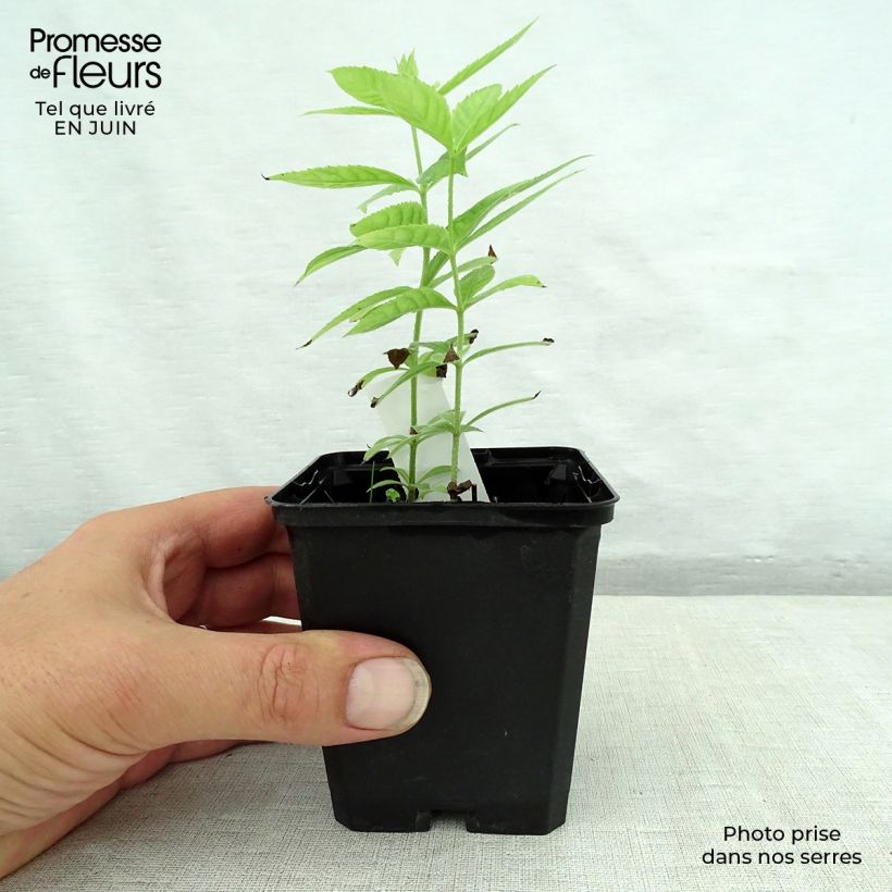 Amostra de Veronicastrum virginicum Spring Dew Vaso de 8/9 cm tal como entregue no verão