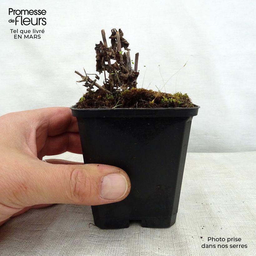 Amostra de Veronicastrum virginicum Temptation Vaso de 8/9 cm tal como entregue na primavera