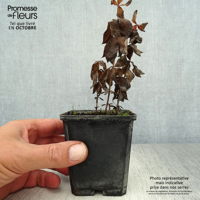 Amostra de Veronicastrum virginicum Temptation Vaso de 8/9 cm tal como entregue no outono