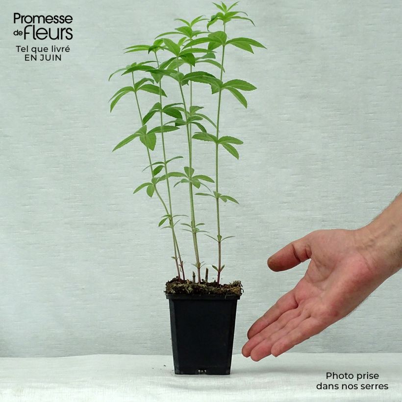 Amostra de Veronicastrum virginicum Temptation Vaso de 8/9 cm tal como entregue no verão