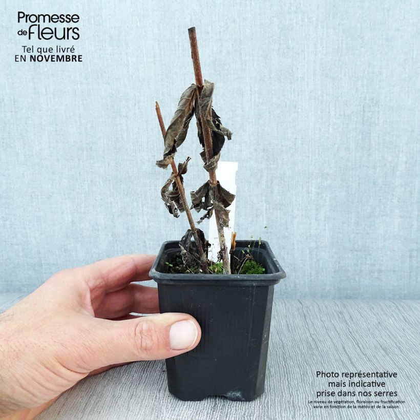 Amostra de Veronicastrum virginicum var. album Vaso de 8/9 cm tal como entregue no outono
