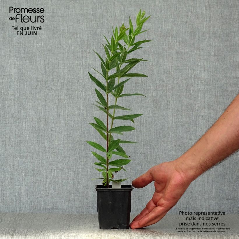 Amostra de Veronicastrum virginicum var. album Vaso de 8/9 cm tal como entregue no verão