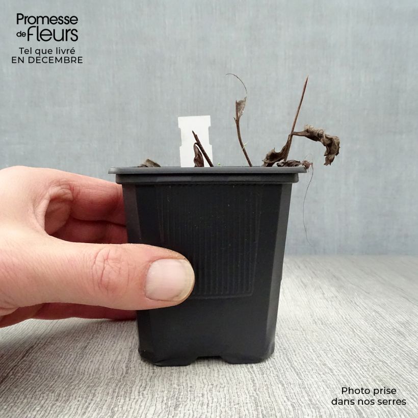 Amostra de Veronicastrum virginicum var. album Vaso de 8/9 cm tal como entregue no inverno