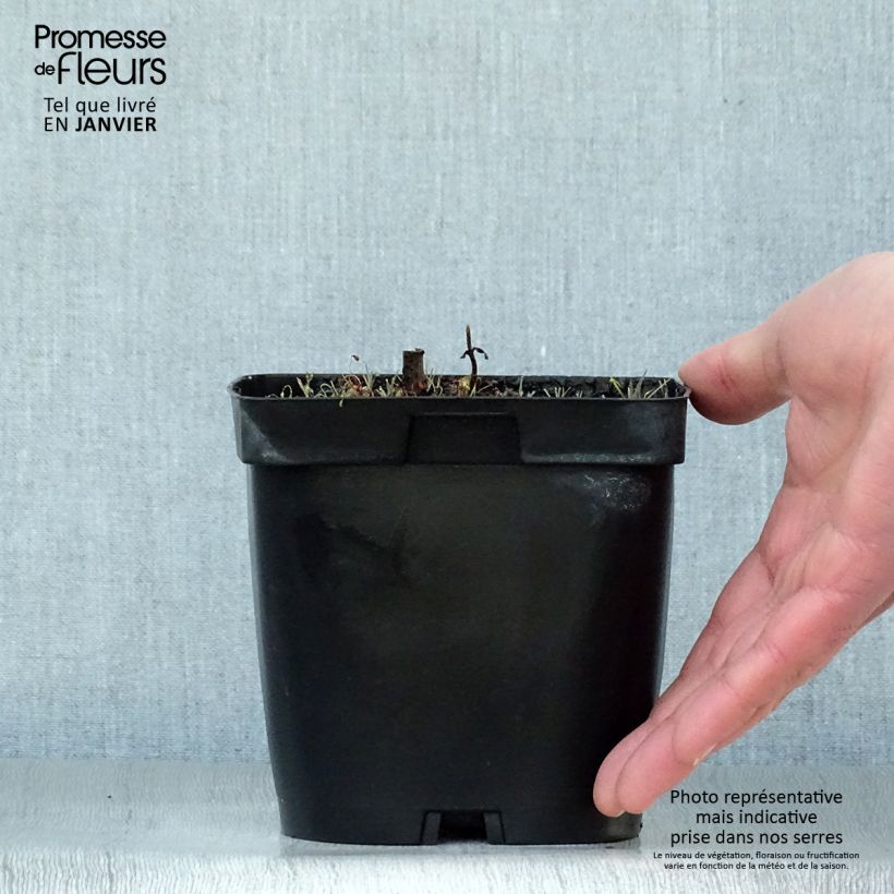 Amostra de Veronicastrum virginicum var. album Vaso de 2 L/3 L tal como entregue no inverno