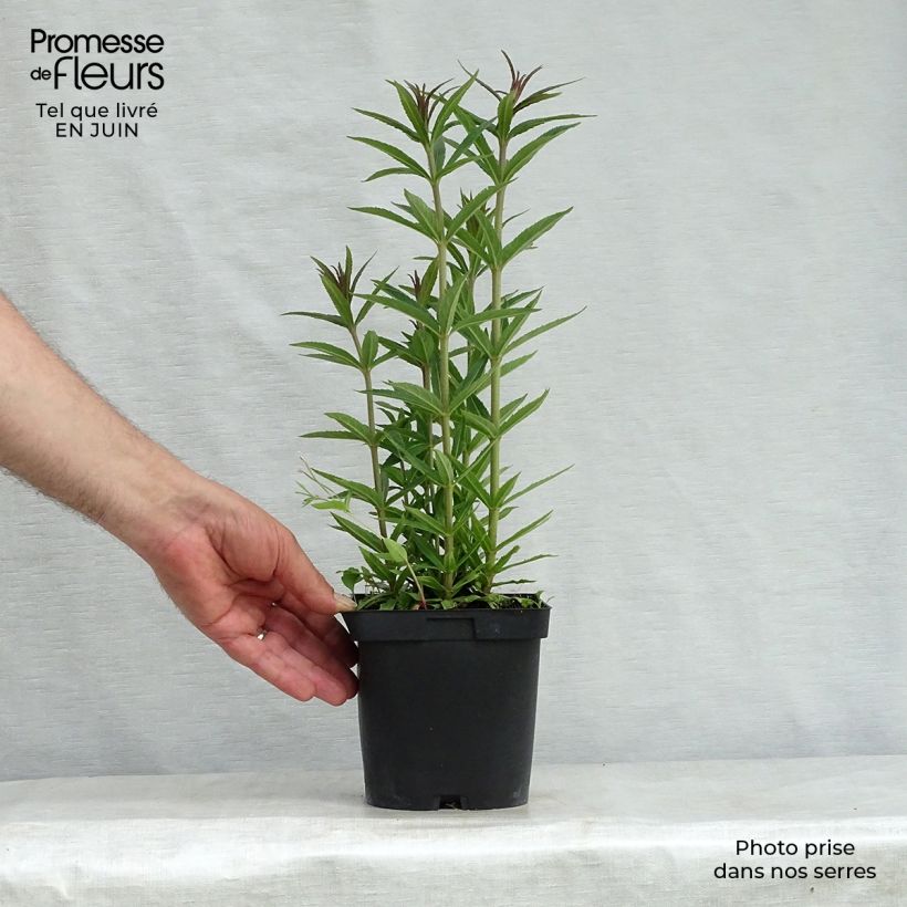 Amostra de Veronicastrum virginicum var. album Vaso de 2 L/3 L tal como entregue no verão