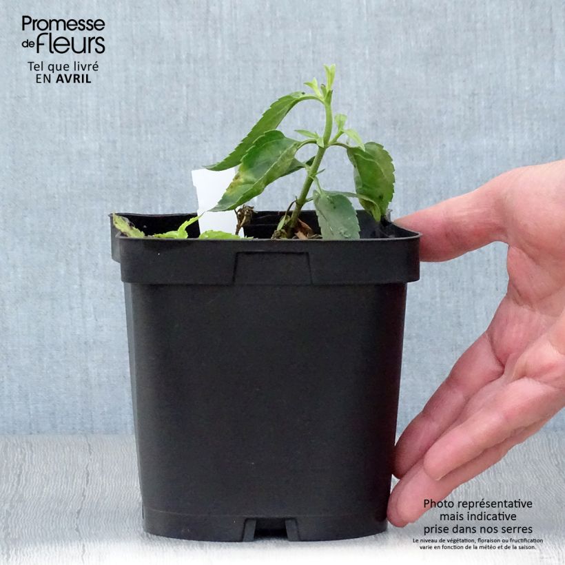 Amostra de Veronicastrum virginicum var. album Vaso de 2 L/3 L tal como entregue na primavera