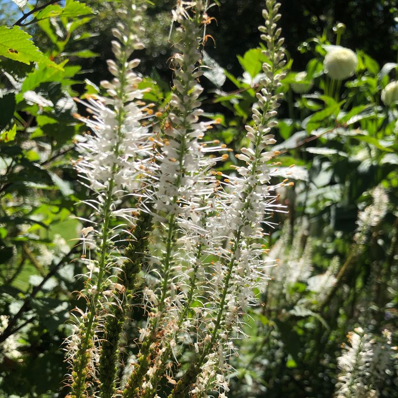Veronicastrum virginicum var. album (Floração)