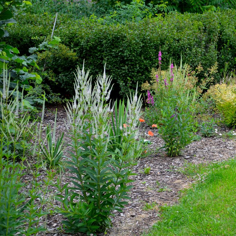 Veronicastrum virginicum var. album (Hábito)