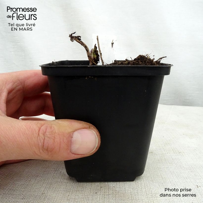 Amostra de Veronicastrum virginicum Apollo Vaso de 8/9 cm tal como entregue na primavera