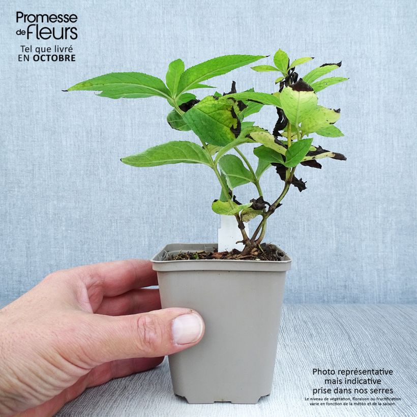Amostra de Veronicastrum virginicum Apollo Vaso de 8/9 cm tal como entregue no outono
