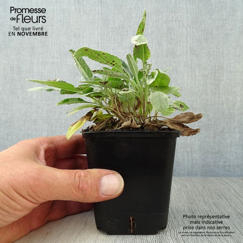 Amostra de Veronica spicata subsp. incana Silbersee Vaso de 8/9 cm tal como entregue no outono