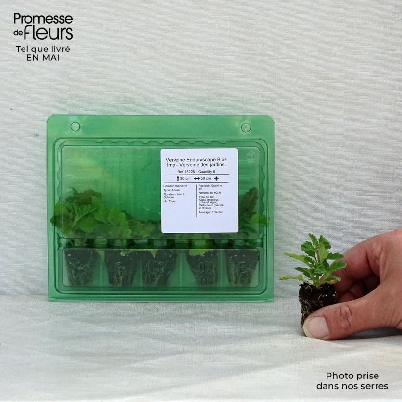 Amostra de Verveine Endurascape Blue Imp - Verveine des jardins. Mini-motte Ø 3/4 cm tal como entregue na primavera