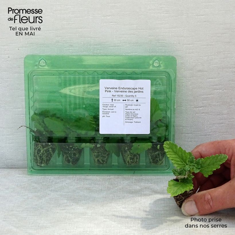 Amostra de Verveine Endurascape Hot Pink - Verveine des jardins Mini-motte Ø 3/4 cm tal como entregue na primavera
