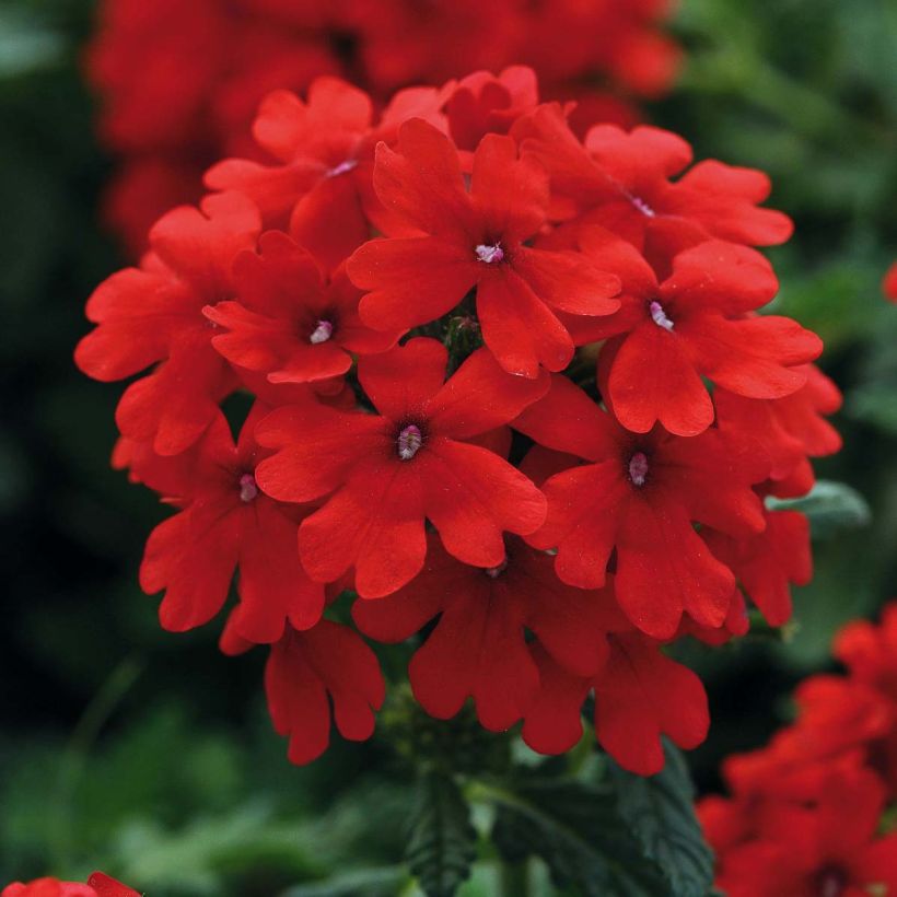 Verbena Endurascape Lava Red (Floração)
