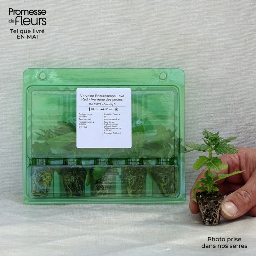 Amostra de Verveine Endurascape Lava Red - Verveine des jardins Mini-motte Ø 3/4 cm tal como entregue na primavera