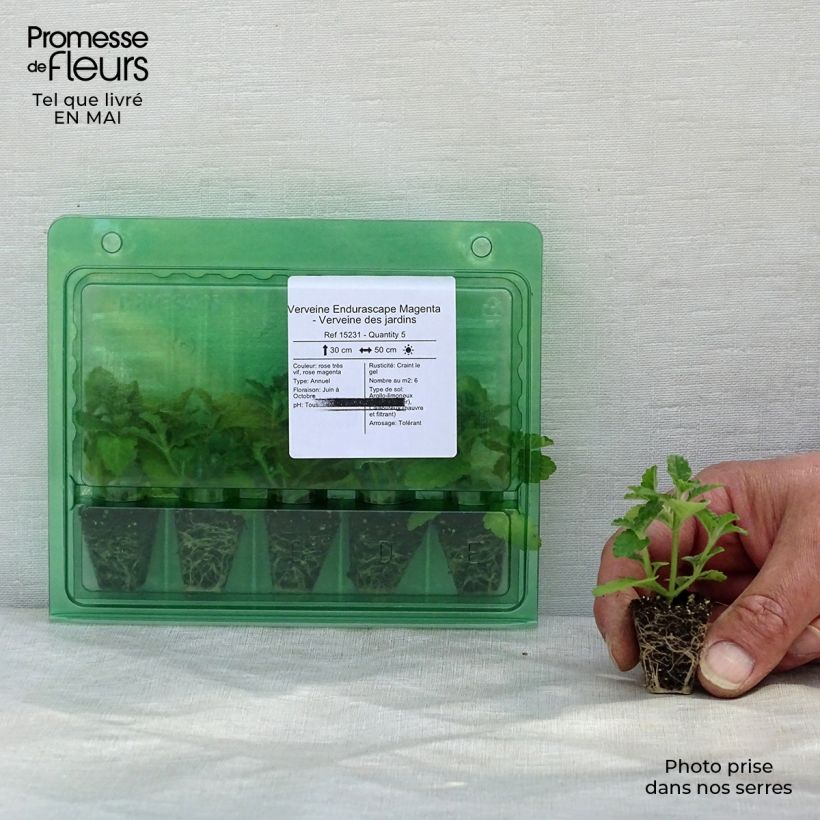 Amostra de Verveine Endurascape Magenta - Verveine des jardins Mini-motte Ø 3/4 cm tal como entregue na primavera