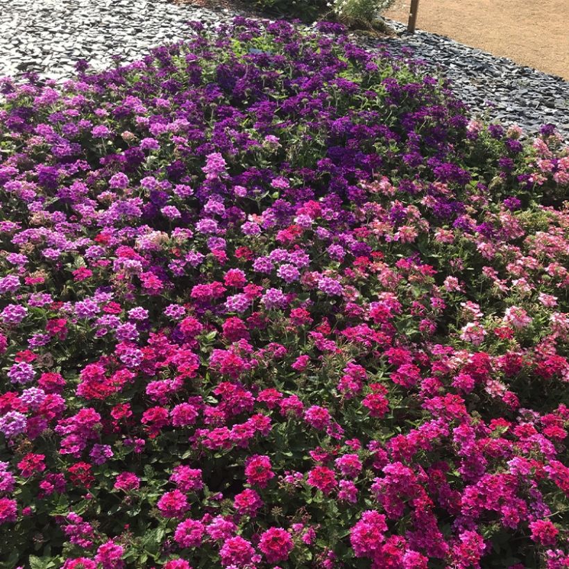 Verbena Endurascape Magenta (Hábito)