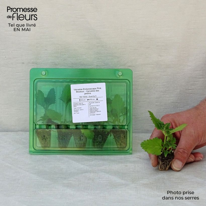 Amostra de Verveine Endurascape Pink Bicolour - Verveine des jardins Mini-motte Ø 3/4 cm tal como entregue na primavera