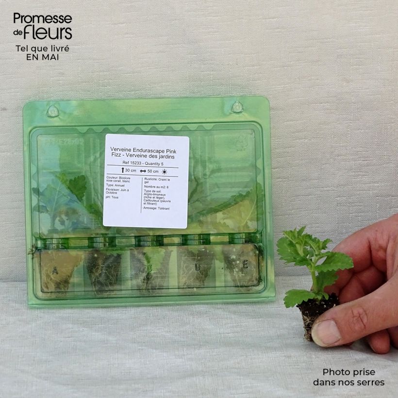 Amostra de Verveine Endurascape Pink Fizz - Verveine des jardins Mini-motte Ø 3/4 cm tal como entregue na primavera