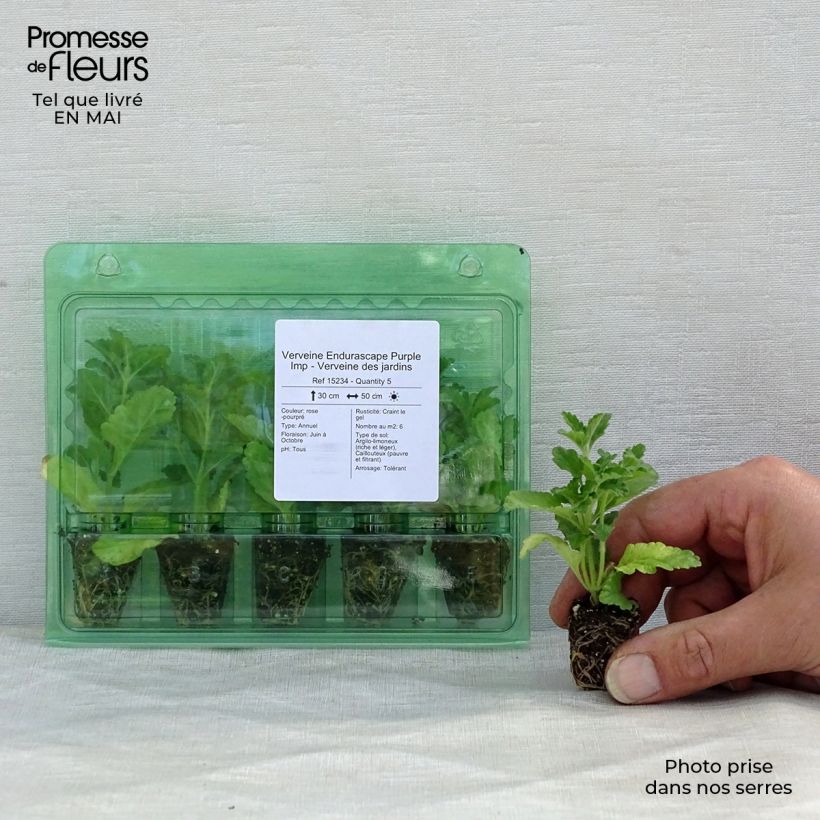 Amostra de Verveine Endurascape Purple Imp - Verveine des jardins Mini-motte Ø 3/4 cm tal como entregue na primavera