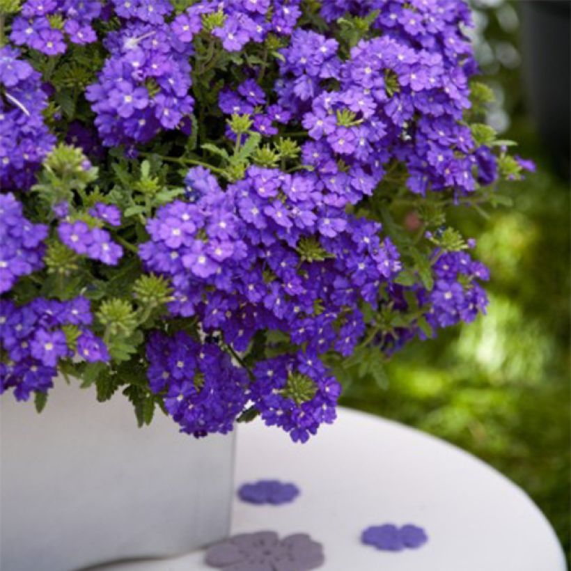 Verbena Vepita Pearl Blue (Hábito)