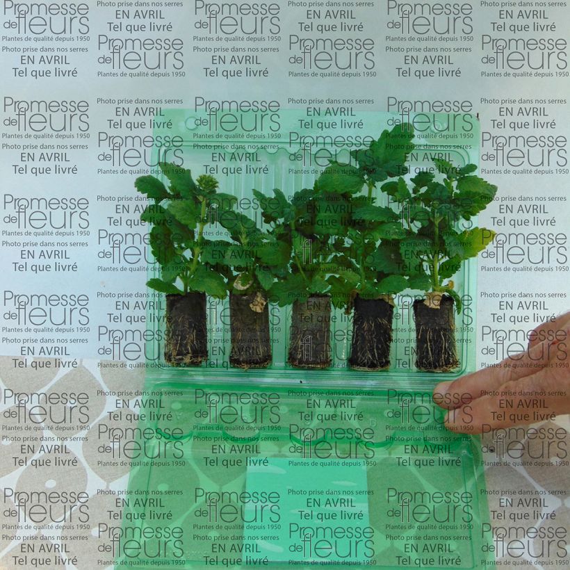 Exemplo de amostra de Verveine Estrella Merlot Star Mini-motte Ø 3/4 cm tal como entregue