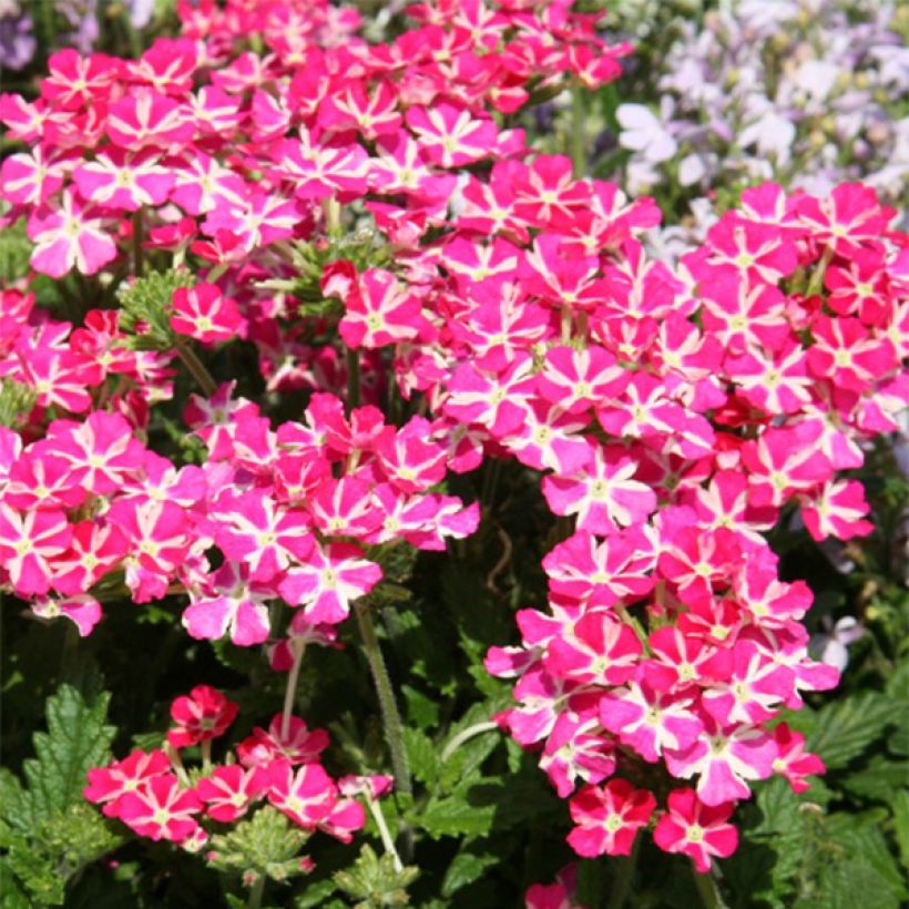 Verbena Superbena Coral Star (Floração)
