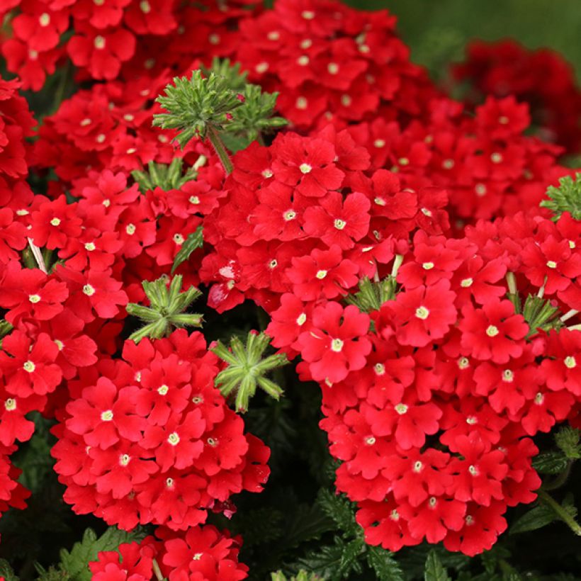 Verbena Superbena Royale Red (Floração)