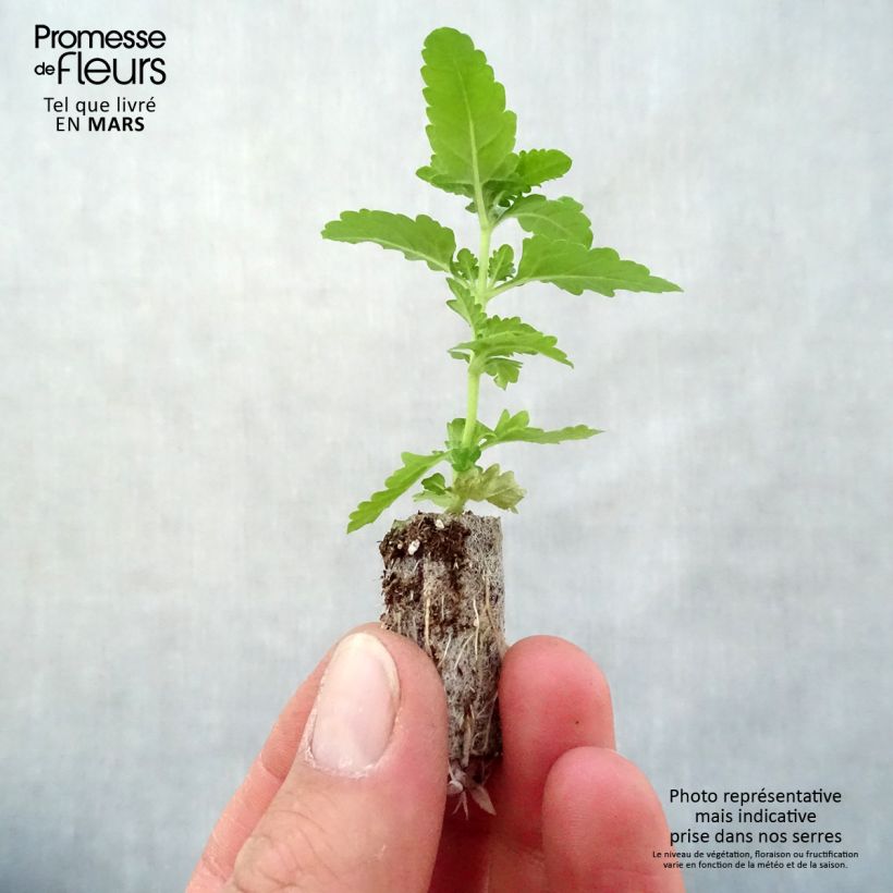 Amostra de Verveine Estrella Voodoo Red Star Mini-motte Ø 3/4 cm tal como entregue na primavera