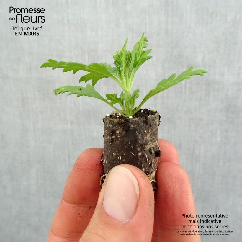 Amostra de Verveine Lavender White Mini-motte Ø 1,5/2,5 cm tal como entregue na primavera