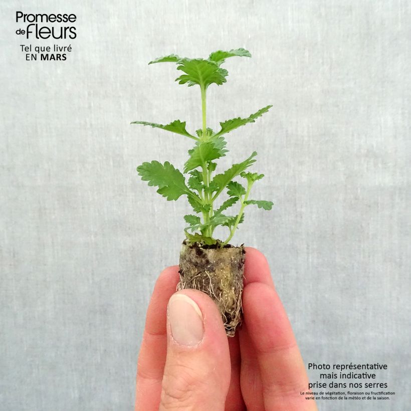 Amostra de Verveine Superbena Royale Peachy Keen Mini-motte Ø 1,5/2,5 cm tal como entregue na primavera