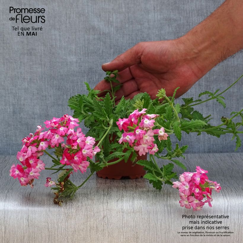 Amostra de Verveine Superbena Royale Peachy Keen Godet de 8/9 cm tal como entregue na primavera