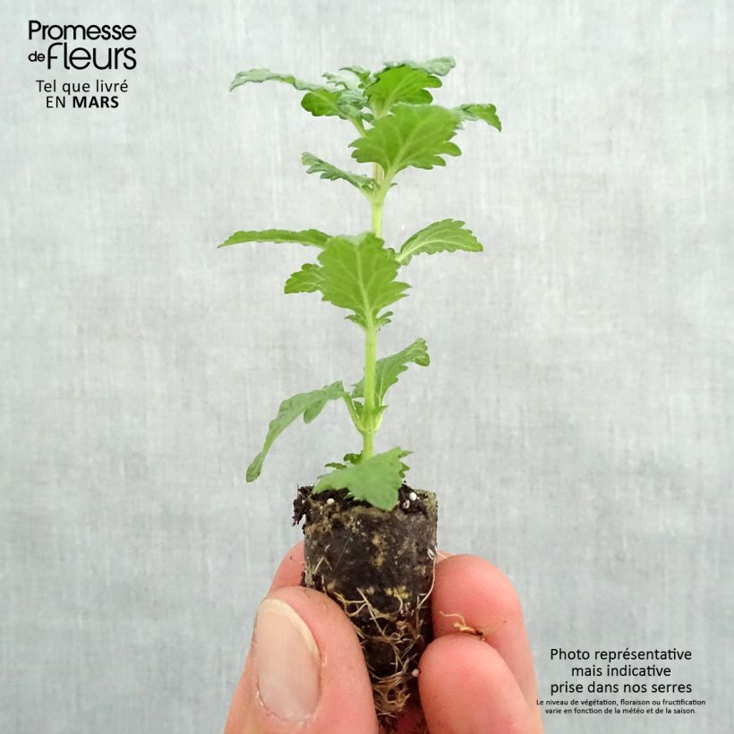 Amostra de Verveine Superbena Royale Red Mini-motte Ø 1,5/2,5 cm tal como entregue na primavera